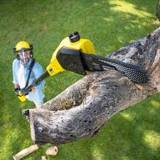 Best Tree Preservation Services  in Oviedo, FL